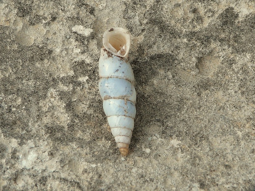 Medora macascarensis (Sowerby, 1828)